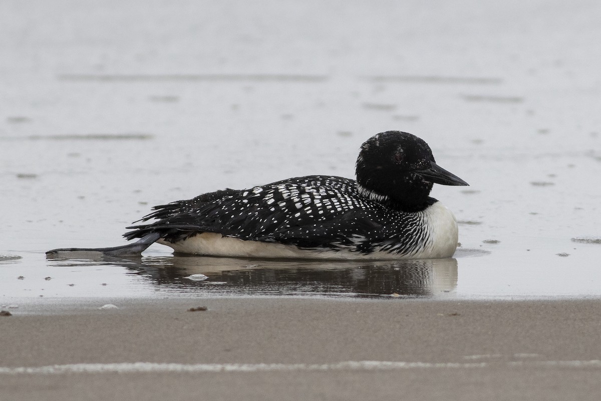 Common Loon - Martin Wall