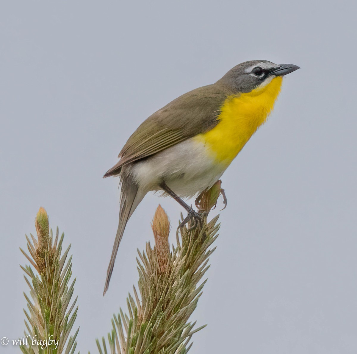 Yellow-breasted Chat - ML618773919