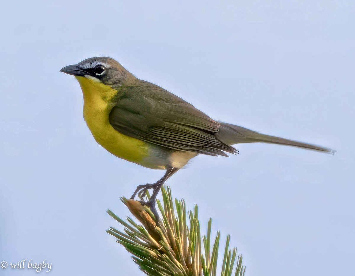 Yellow-breasted Chat - ML618773920