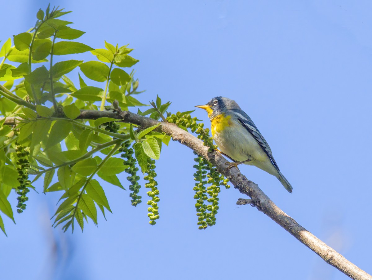 Northern Parula - Tom Gilde