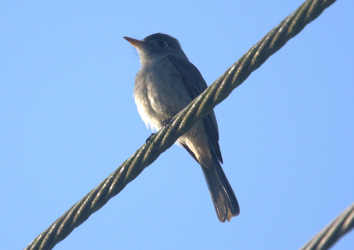 Cuban Pewee - Giuseppe Speranza