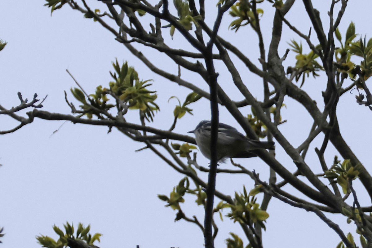 Cerulean Warbler - Larry Therrien