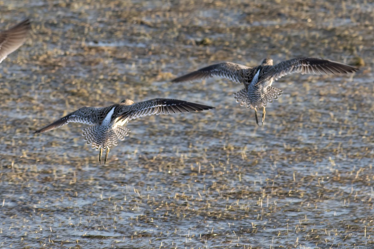 Short-billed Dowitcher - Ed Vigezzi