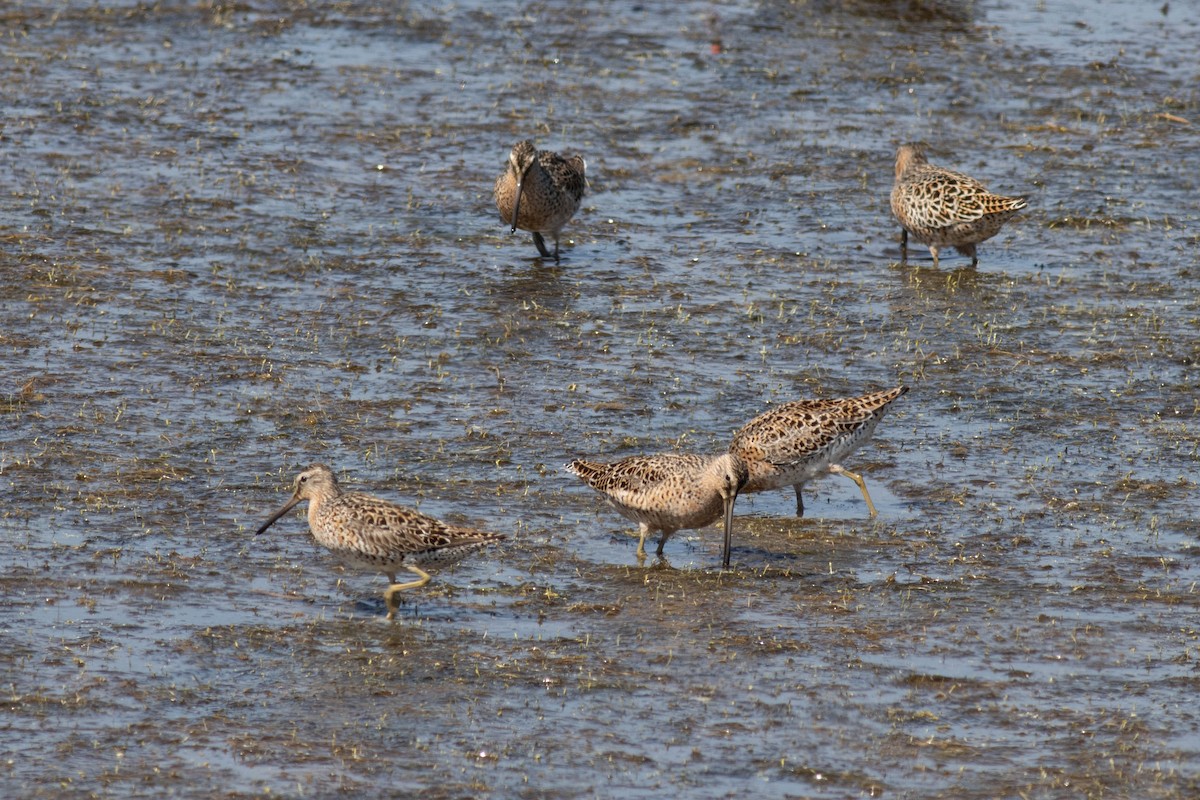 Short-billed Dowitcher - Ed Vigezzi