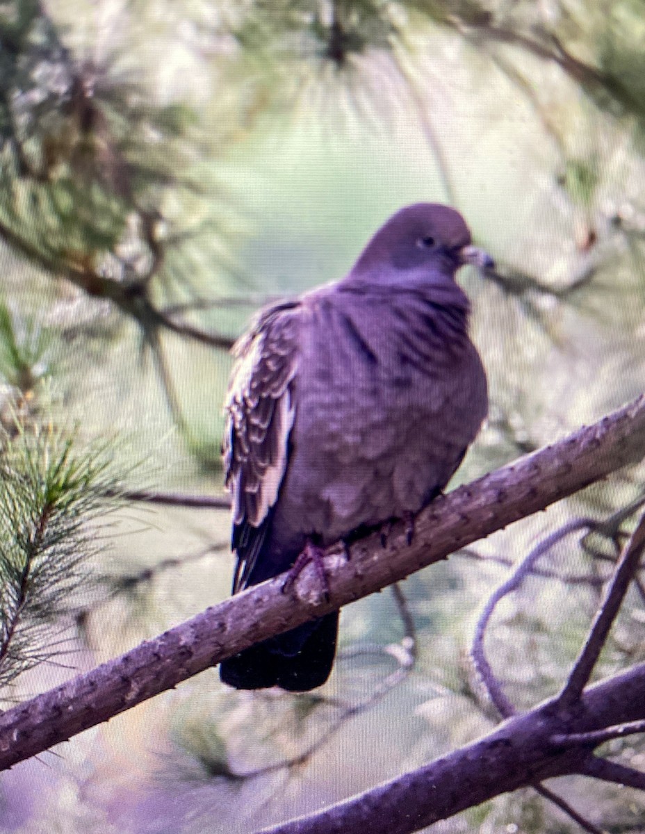 Spot-winged Pigeon - Gerhard Josef Bauer