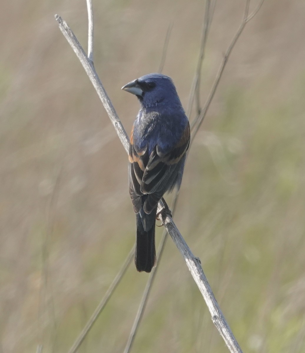 Blue Grosbeak - ML618773996