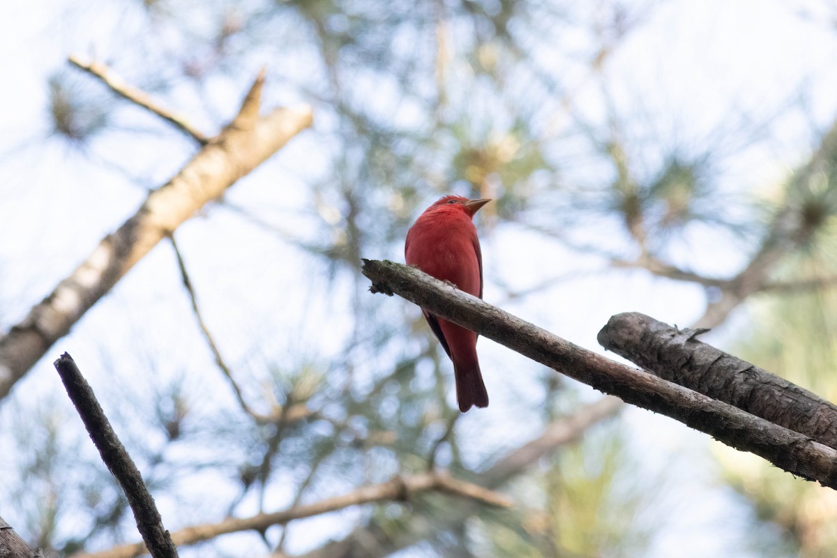 Summer Tanager - Ed Vigezzi