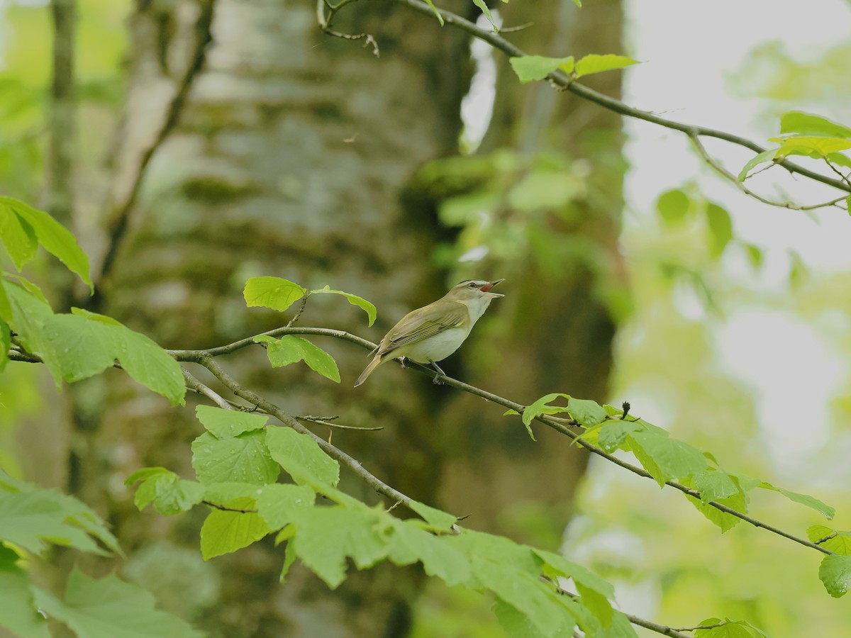 Red-eyed Vireo - Terry Master