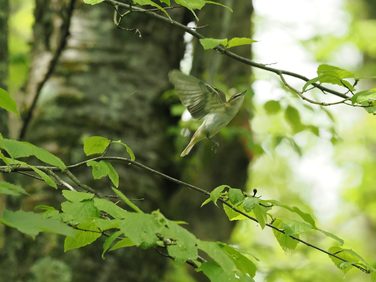 Red-eyed Vireo - ML618774014