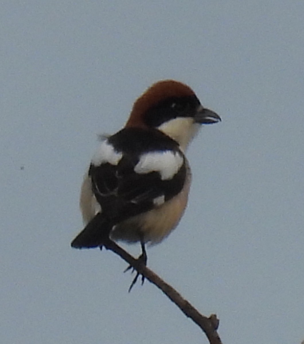 Woodchat Shrike - Jeffrey Blalock