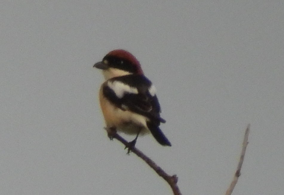 Woodchat Shrike - Jeffrey Blalock