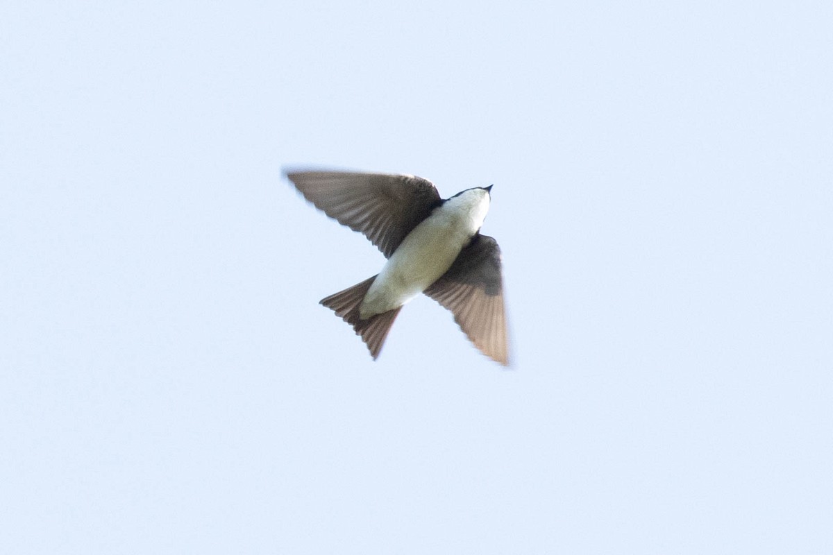 Tree Swallow - Ed Vigezzi