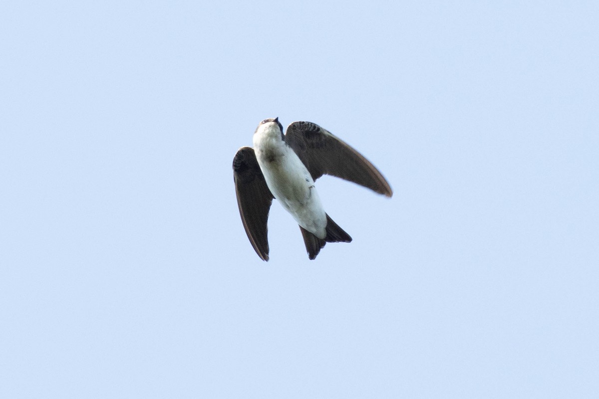 Tree Swallow - Ed Vigezzi