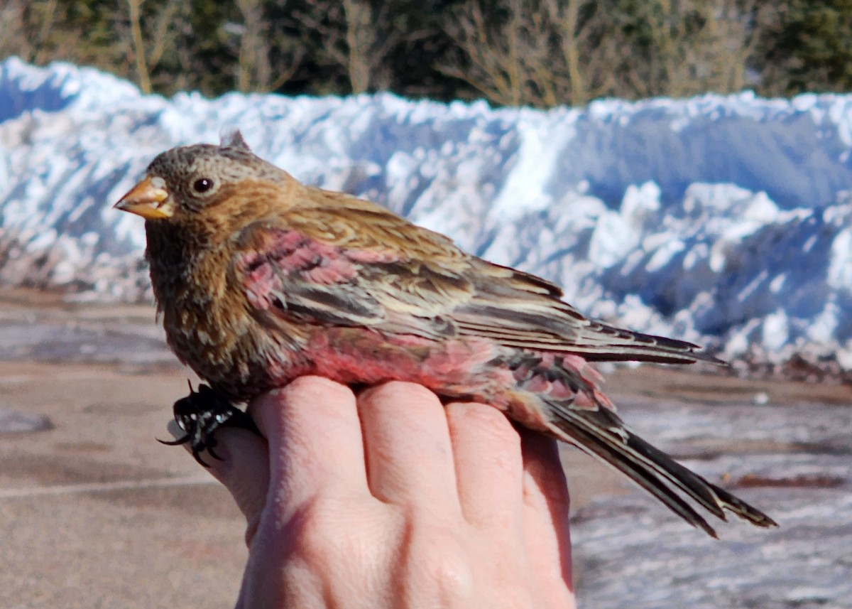 Brown-capped Rosy-Finch - Nancy Cox