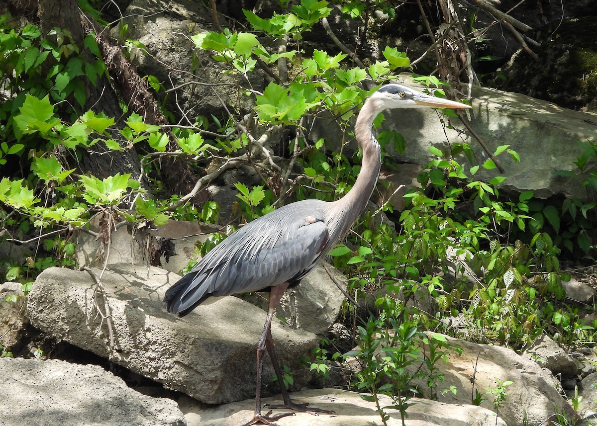 Great Blue Heron - Natalie Rodgers