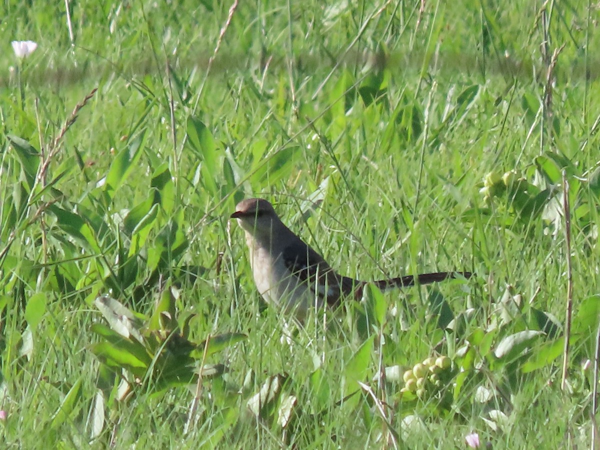 Northern Mockingbird - Dick Zerger