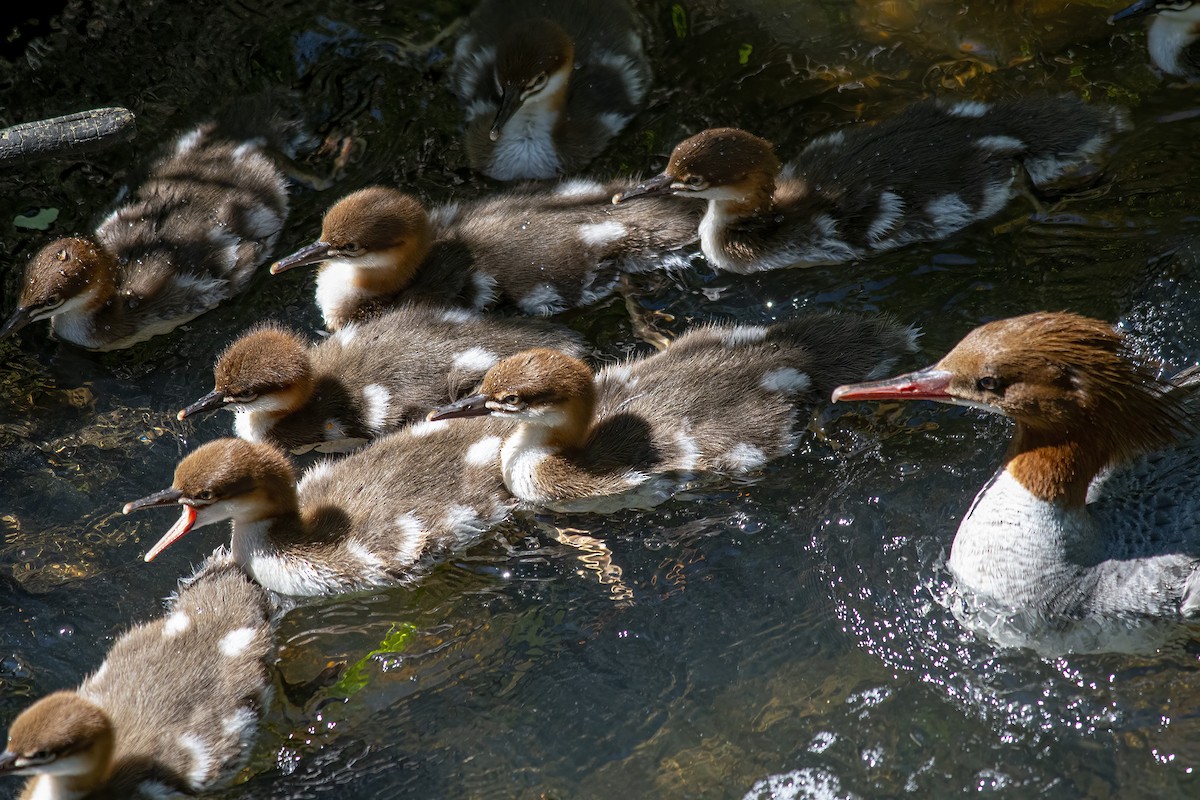 Common Merganser - ML618774047