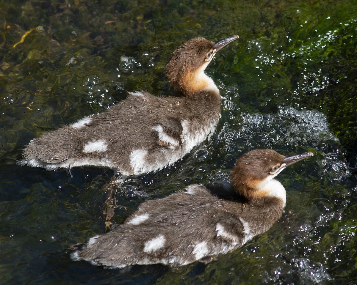 Common Merganser - ML618774048