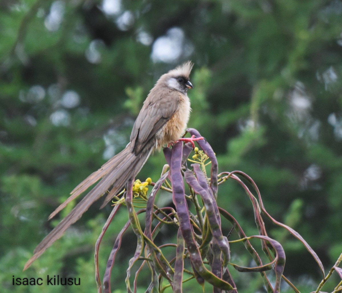 Speckled Mousebird - isaac kilusu