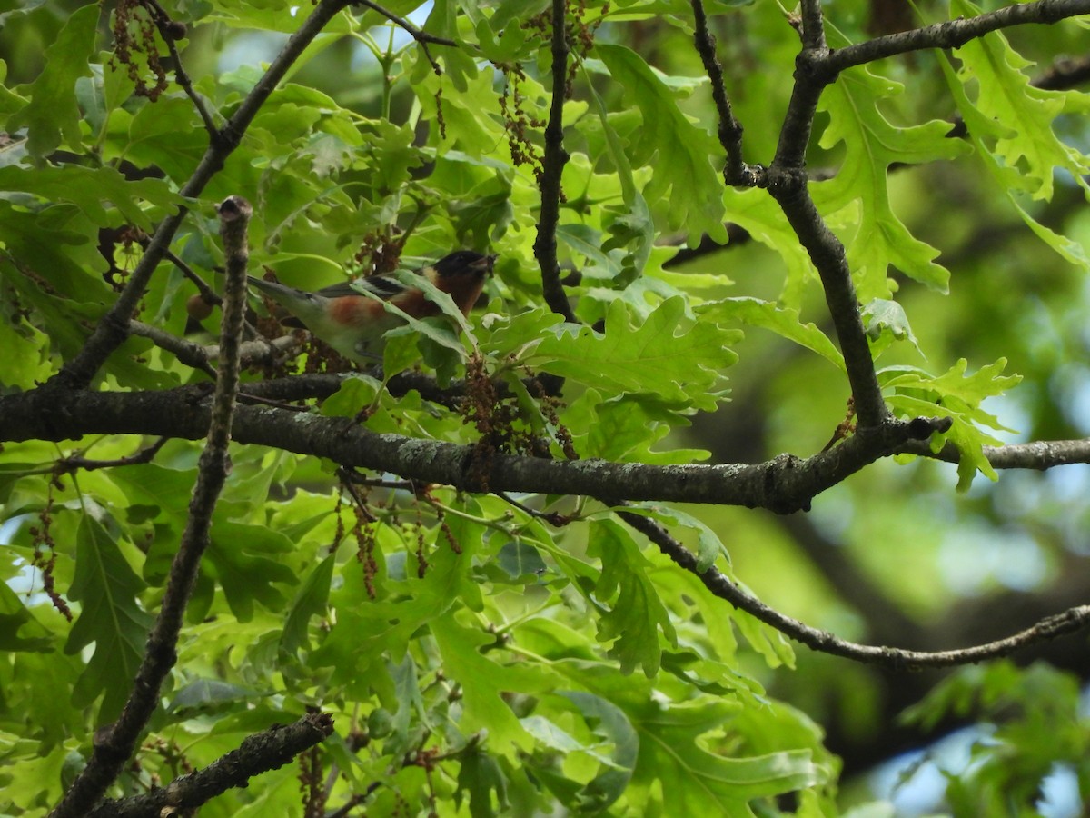 Bay-breasted Warbler - ML618774052