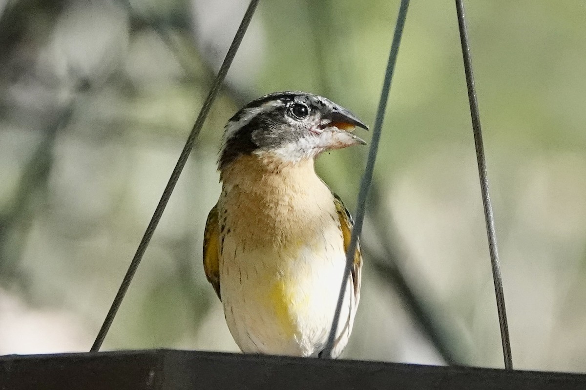 Black-headed Grosbeak - Susan Goodrich