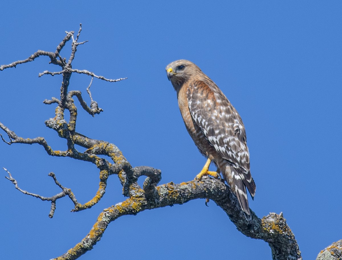 Red-shouldered Hawk - ML618774073