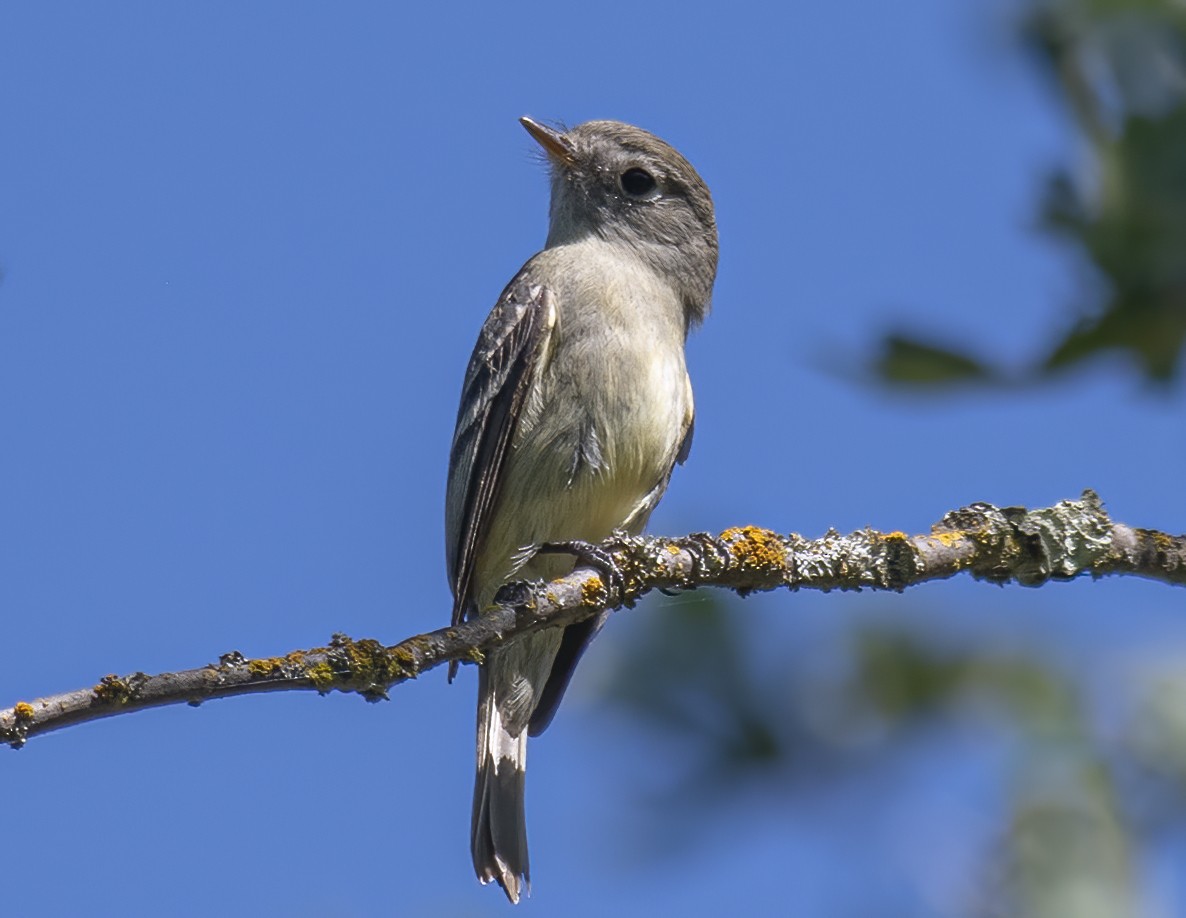 Dusky Flycatcher - ML618774084