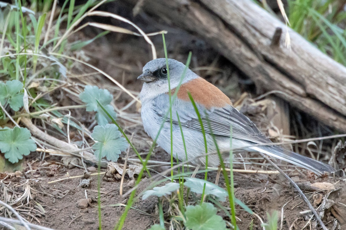 Dark-eyed Junco (Red-backed) - Robert Wheat