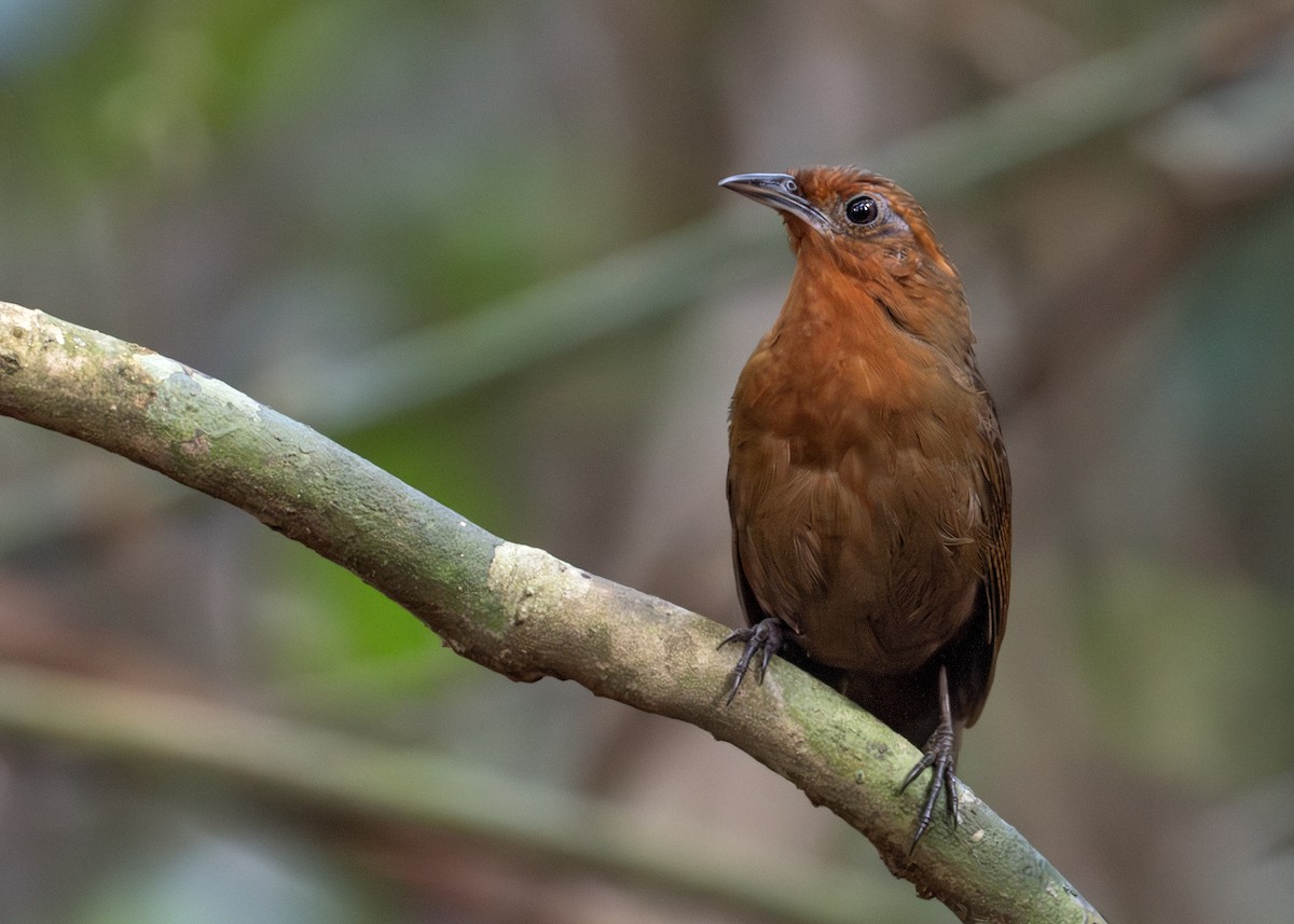 Musician Wren (Ferruginous) - Caio Brito | Brazil Birding Experts