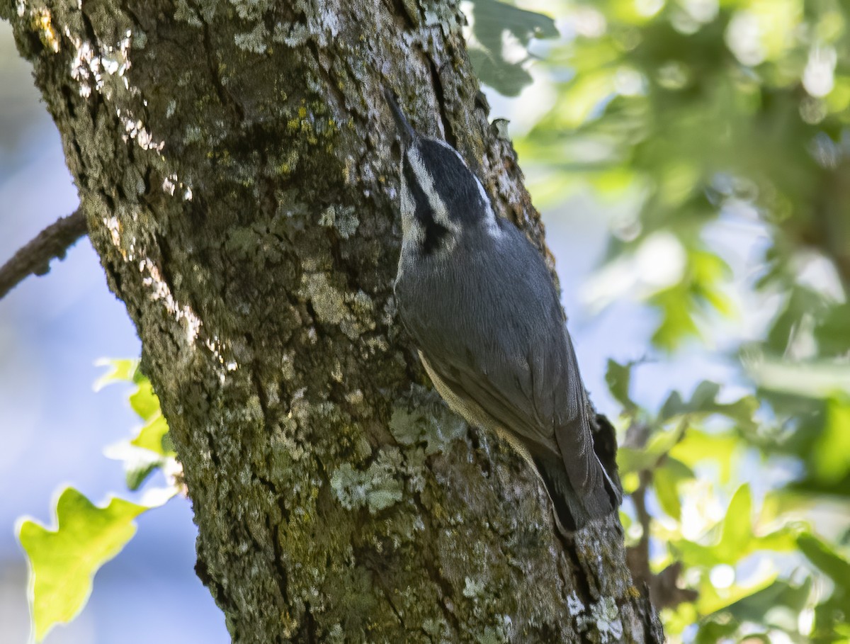 Red-breasted Nuthatch - Jerry Ting