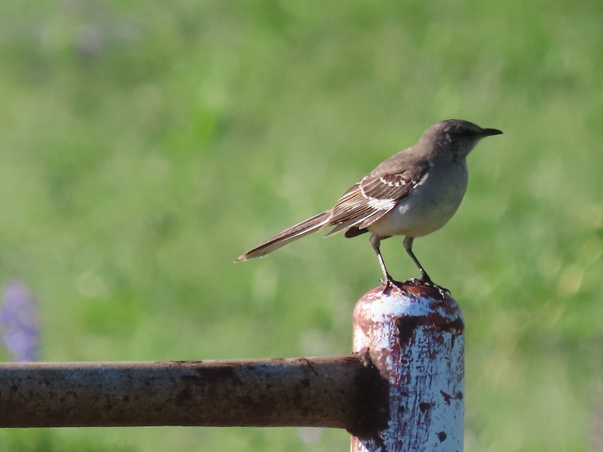 Northern Mockingbird - Dick Zerger