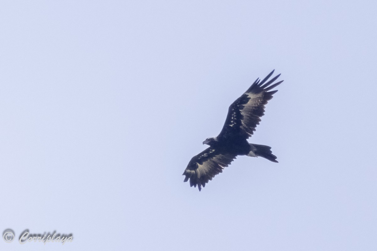 Wedge-tailed Eagle - Fernando del Valle