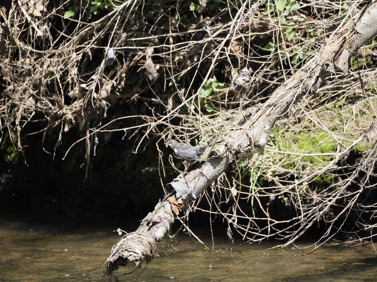 White-throated Dipper - ML618774199