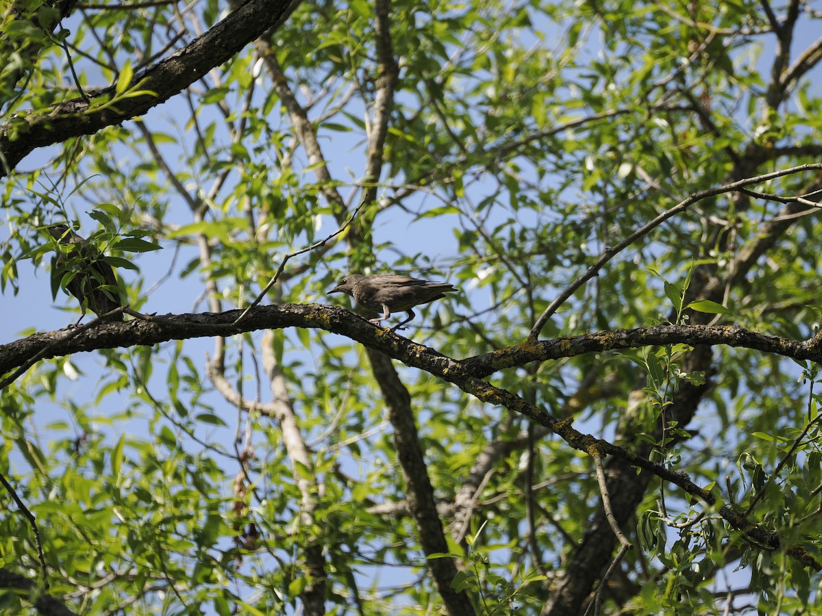 European Starling - ML618774203