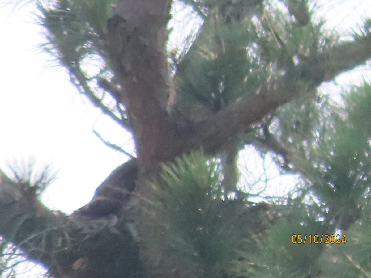 Red-tailed Hawk - Susan Leake