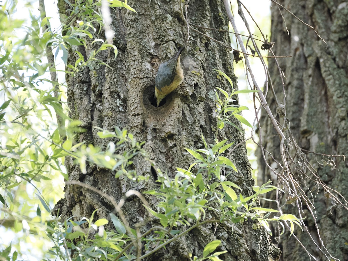 Eurasian Nuthatch - ML618774216