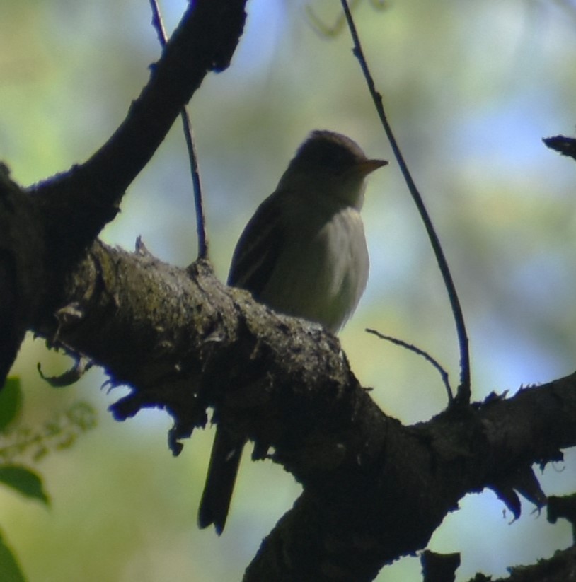 Eastern Wood-Pewee - Luis Munoz