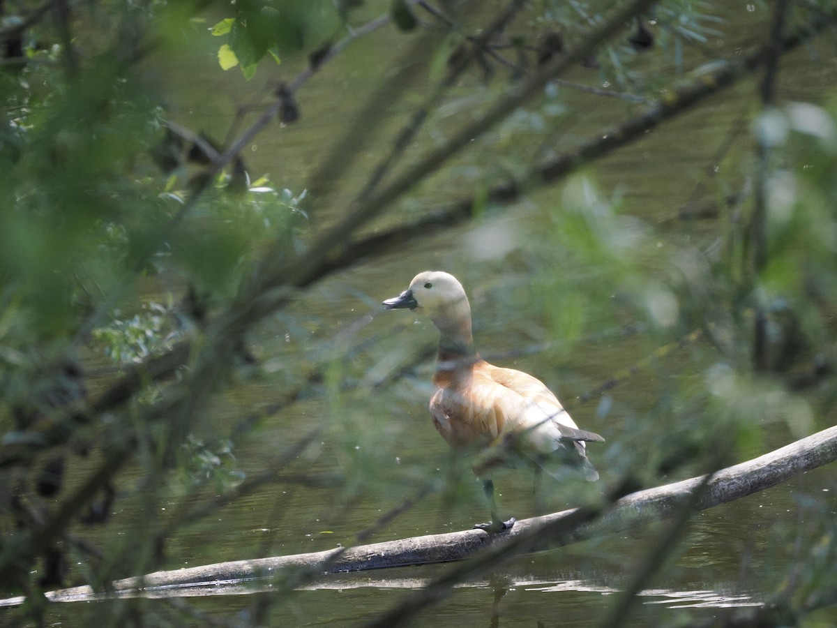 Ruddy Shelduck - ML618774232