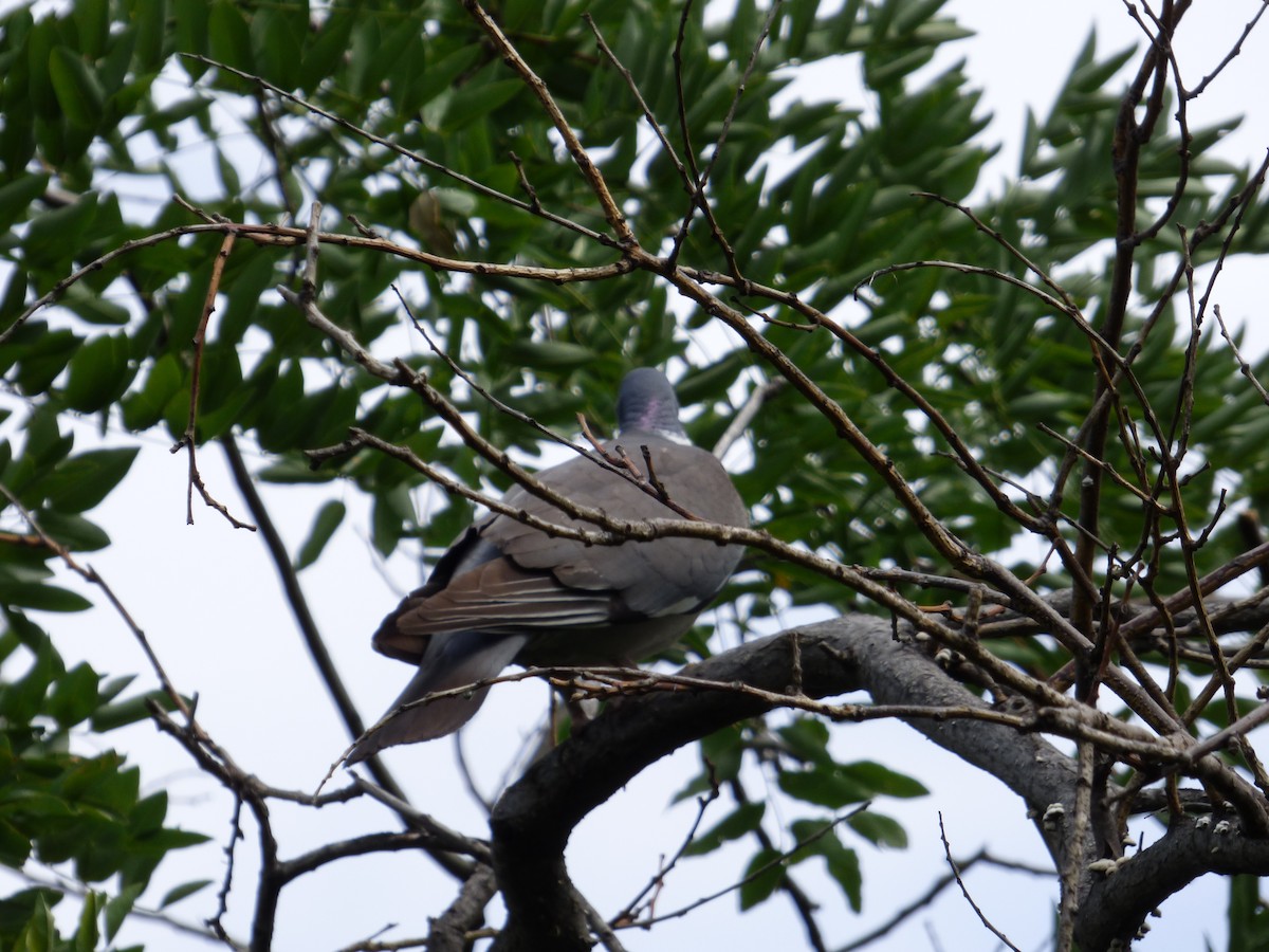 Common Wood-Pigeon - Karina Ramkalawan