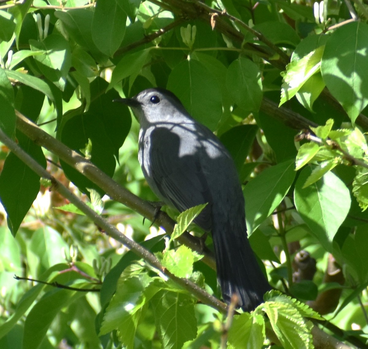 Gray Catbird - Luis Munoz