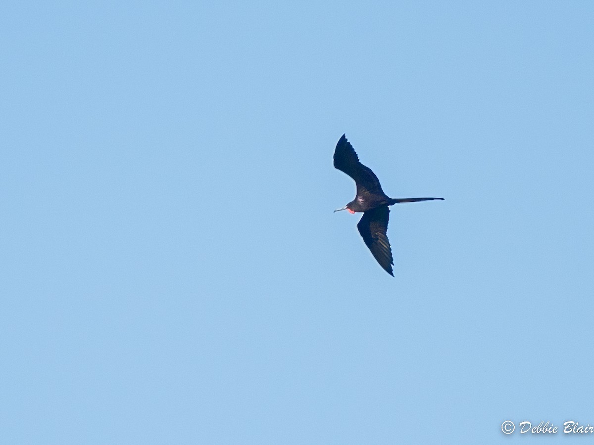 Magnificent Frigatebird - Debbie Blair