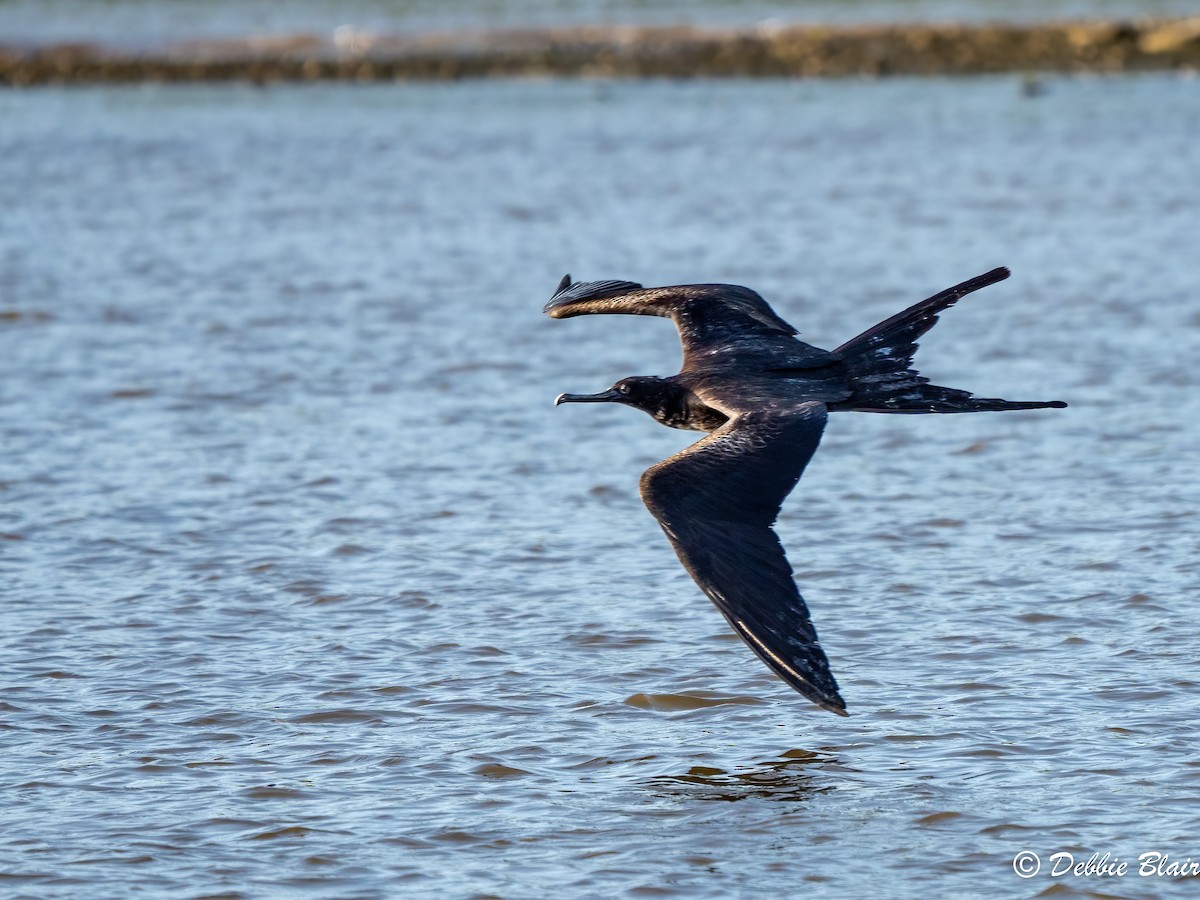 Magnificent Frigatebird - Debbie Blair