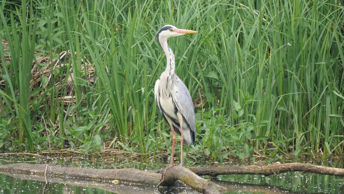 Gray Heron - ML618774262