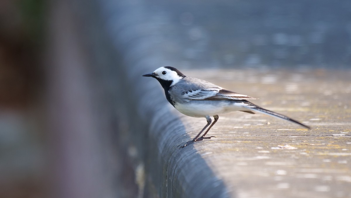 White Wagtail - Georgi Peshev