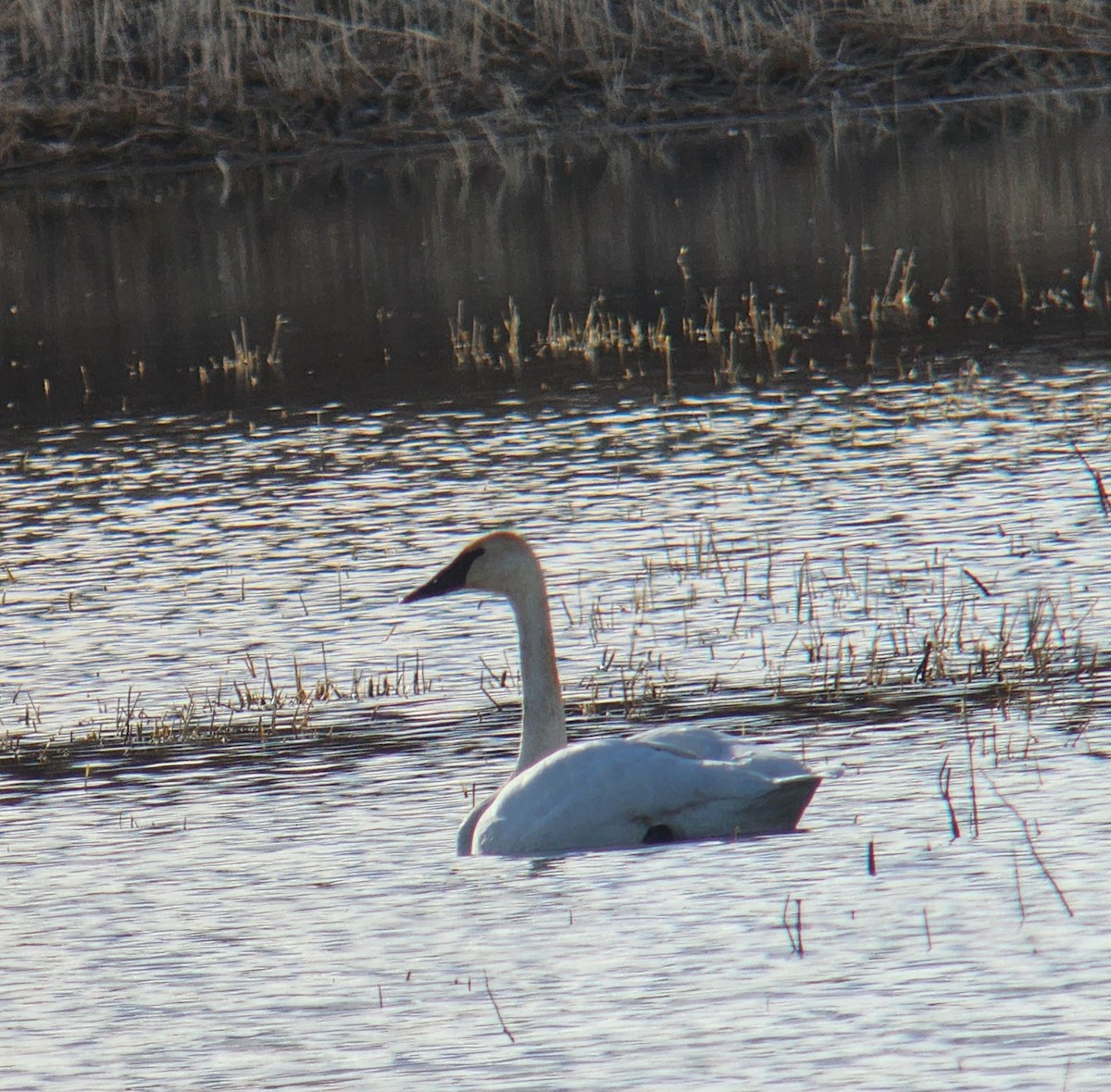 Trumpeter Swan - ML618774267