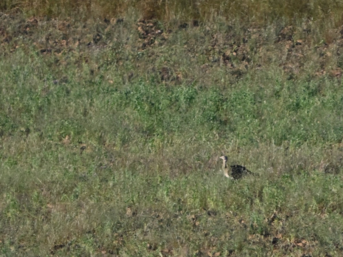 Great Bustard - Manuel Espenica