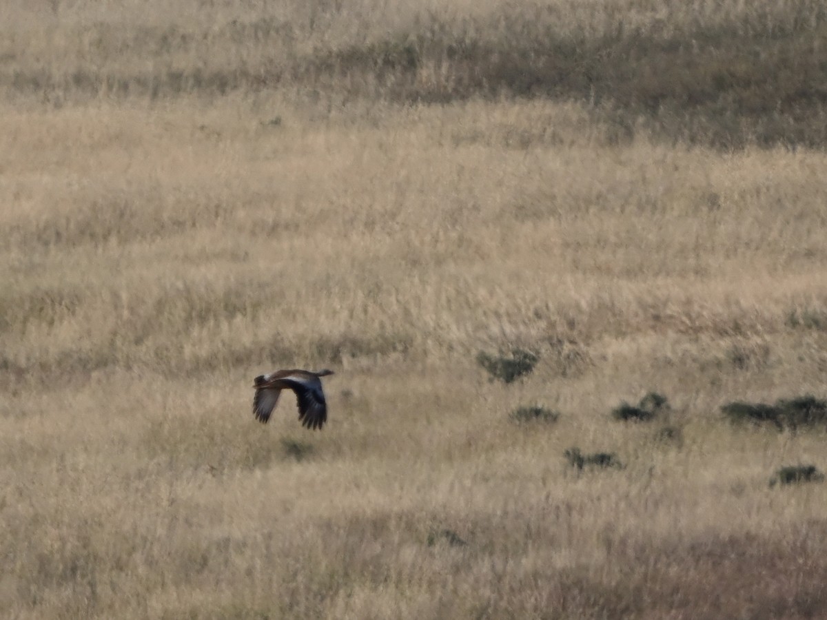 Great Bustard - Manuel Espenica