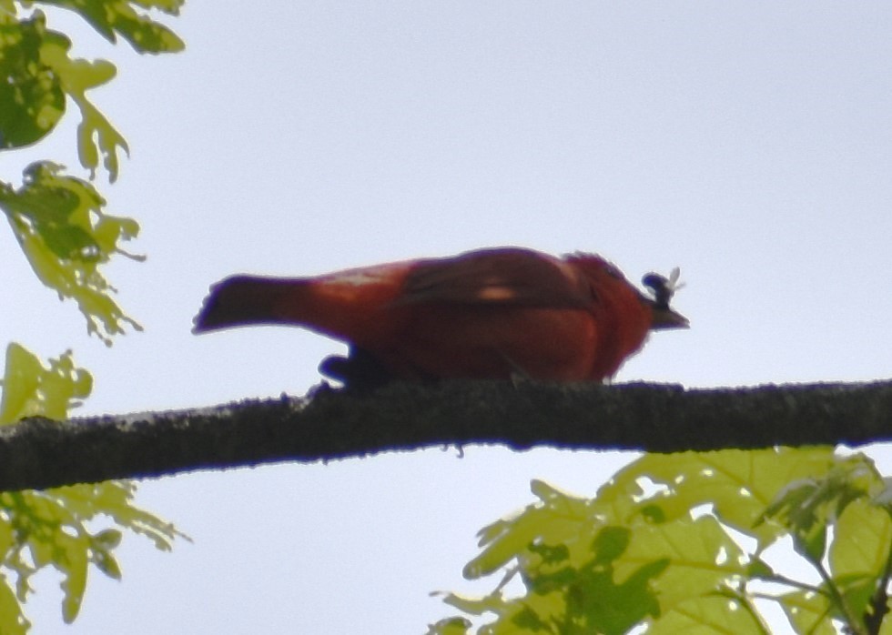 Summer Tanager - Luis Munoz