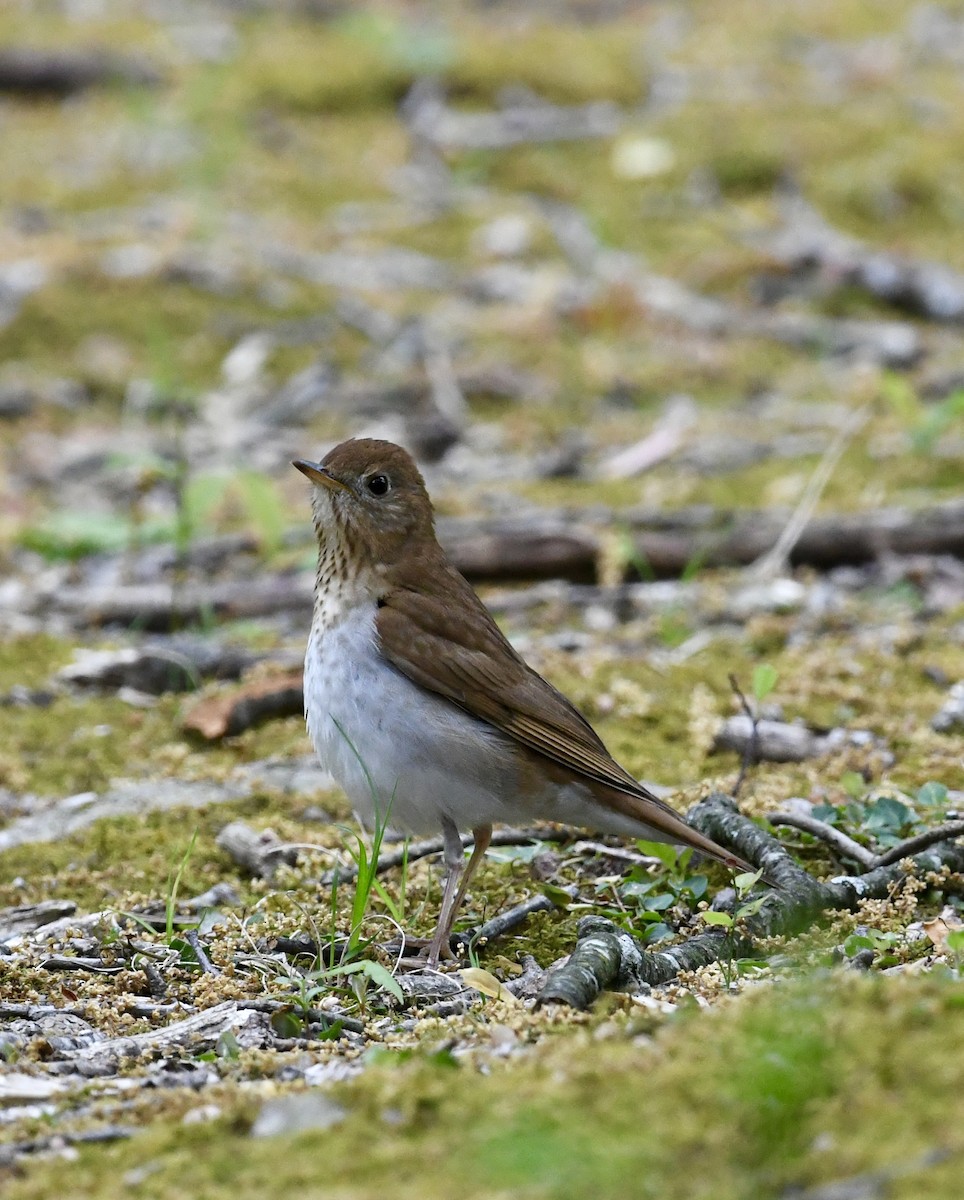 Veery - Jonathan Heller