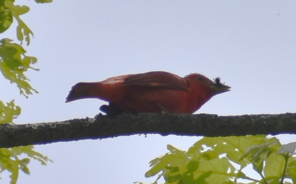 Summer Tanager - Luis Munoz